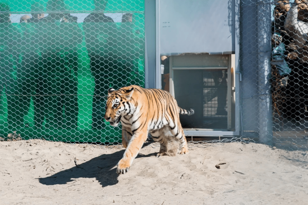 Amur Tiger release in Kazakhstan in Ile-Balkhash Nature Reserve