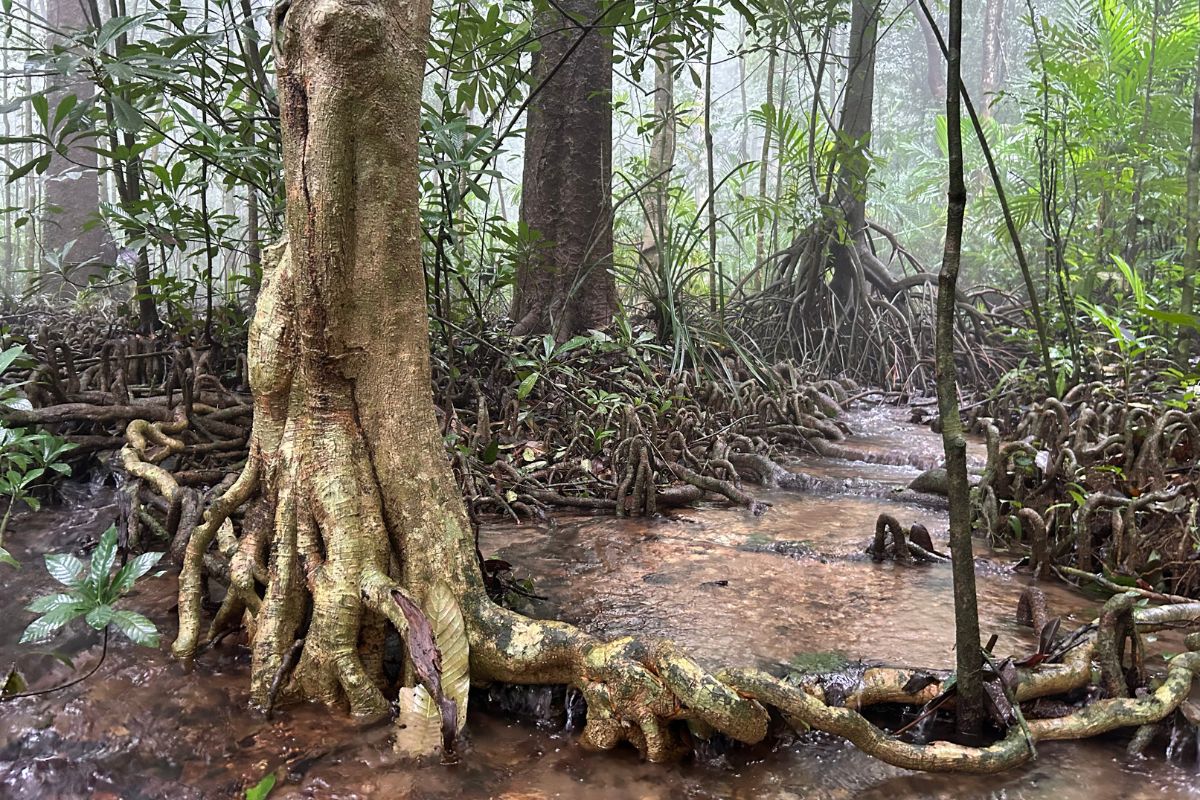 At Kathlekan Myristica Swamp Karnataka. Credit: NatureFuture