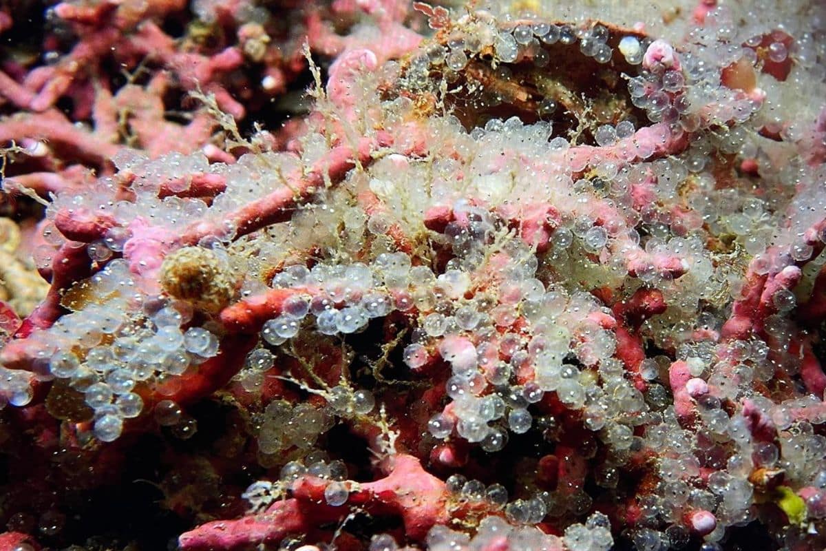 Herring egg spawn on Maerl underwater habitat 
