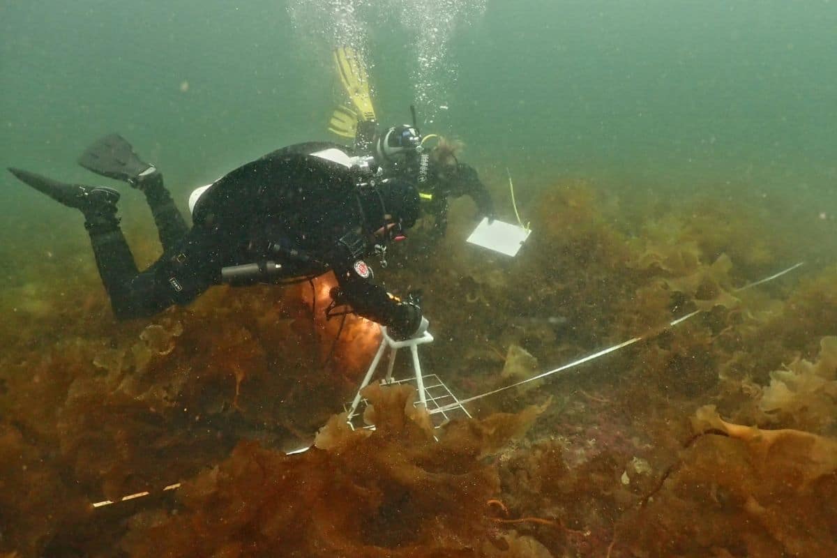 Person diving underwater with equipment