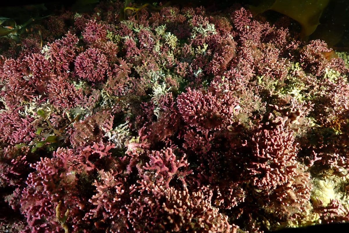 Maerl. Pink underwater habitat. 