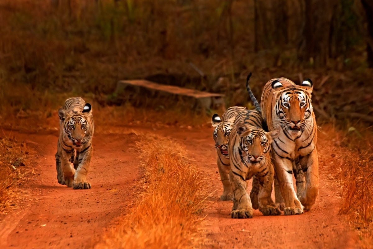 Tiger family on a red dirt road