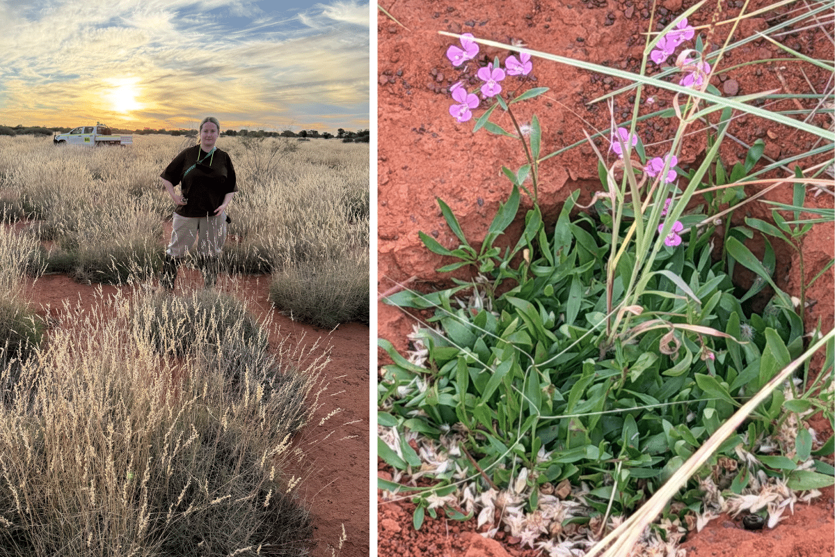 Left: FLOW's Kalina Krawczyk doing site observations. Right: Wildflower in a pit.  