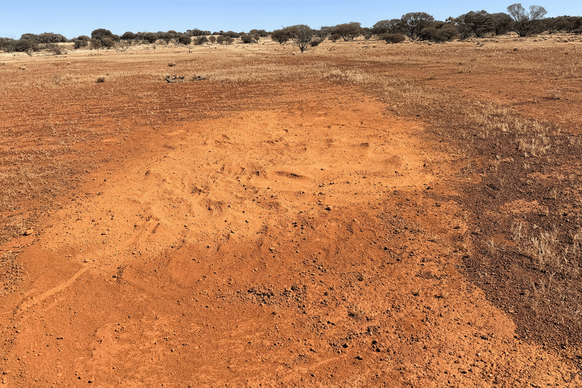 Evidence of camels resting at the Kangaroo Point trial site<br />
