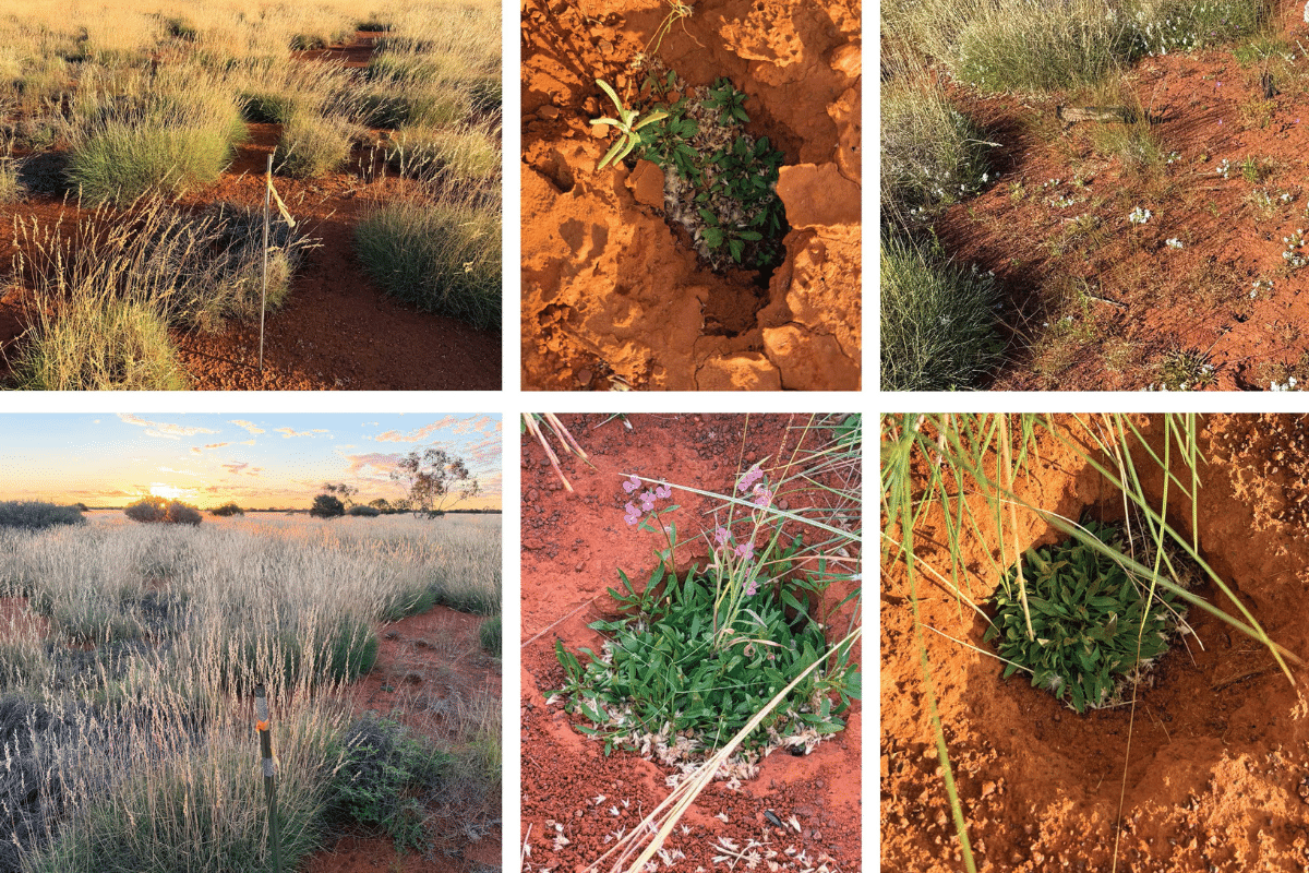 Incredible growth at Kanpa 1 trial site.<br />
