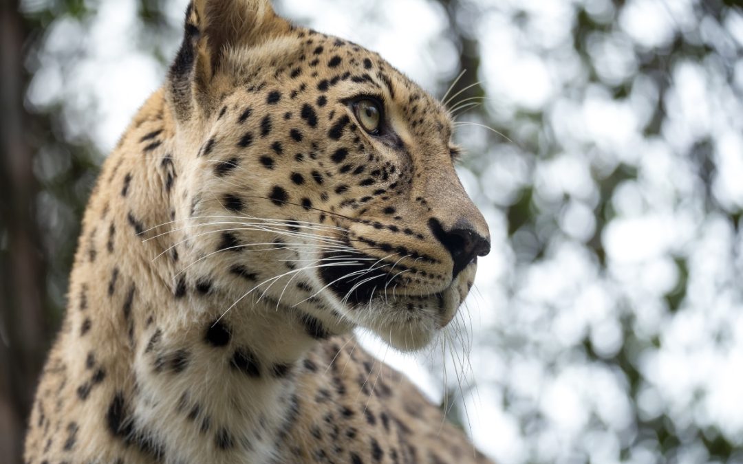 Persian Leopard credit: Artush