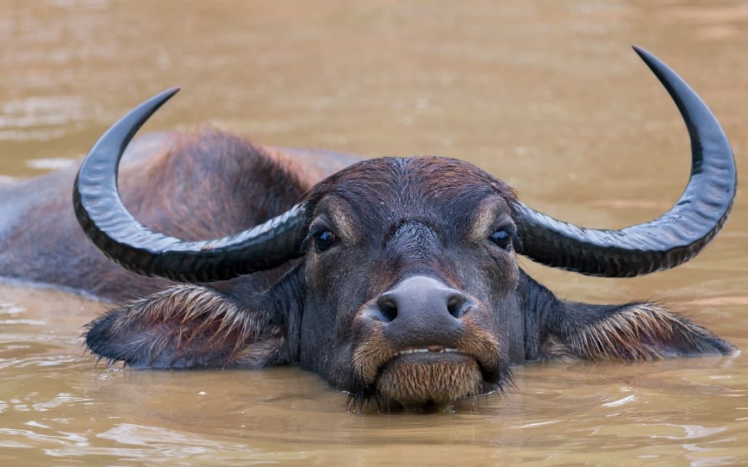 Water buffalo Stephane Jaquemet from Getty Images