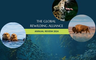 The Global Rewilding Alliance: Annual Report 2024