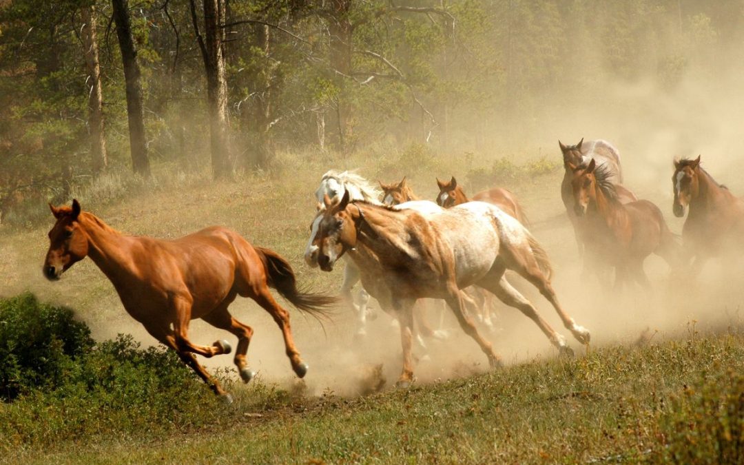 Wild horses running credit seread from Getty Images