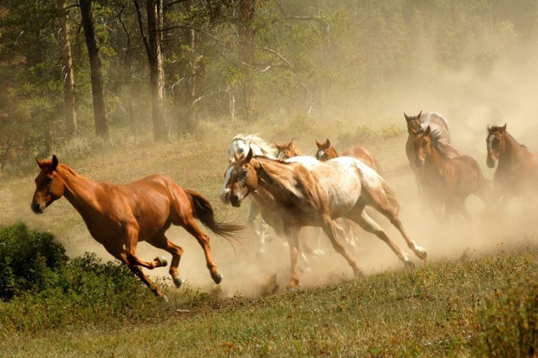 Wild horses running credit seread from Getty Images