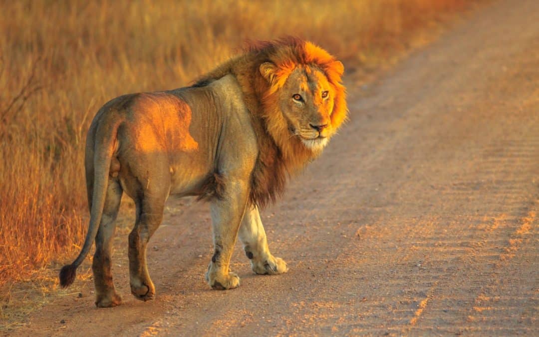 Lion rewilding. Credit bennymarty from Getty Images