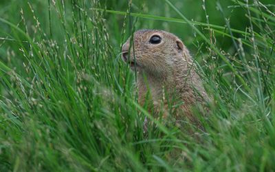 Mossy Earth: turning everyday people into rewilders