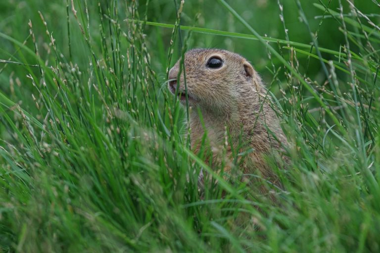 European Ground Squirrel Credit: Clara Manolache