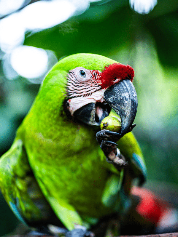 Bright green Macaw close up eating a seed