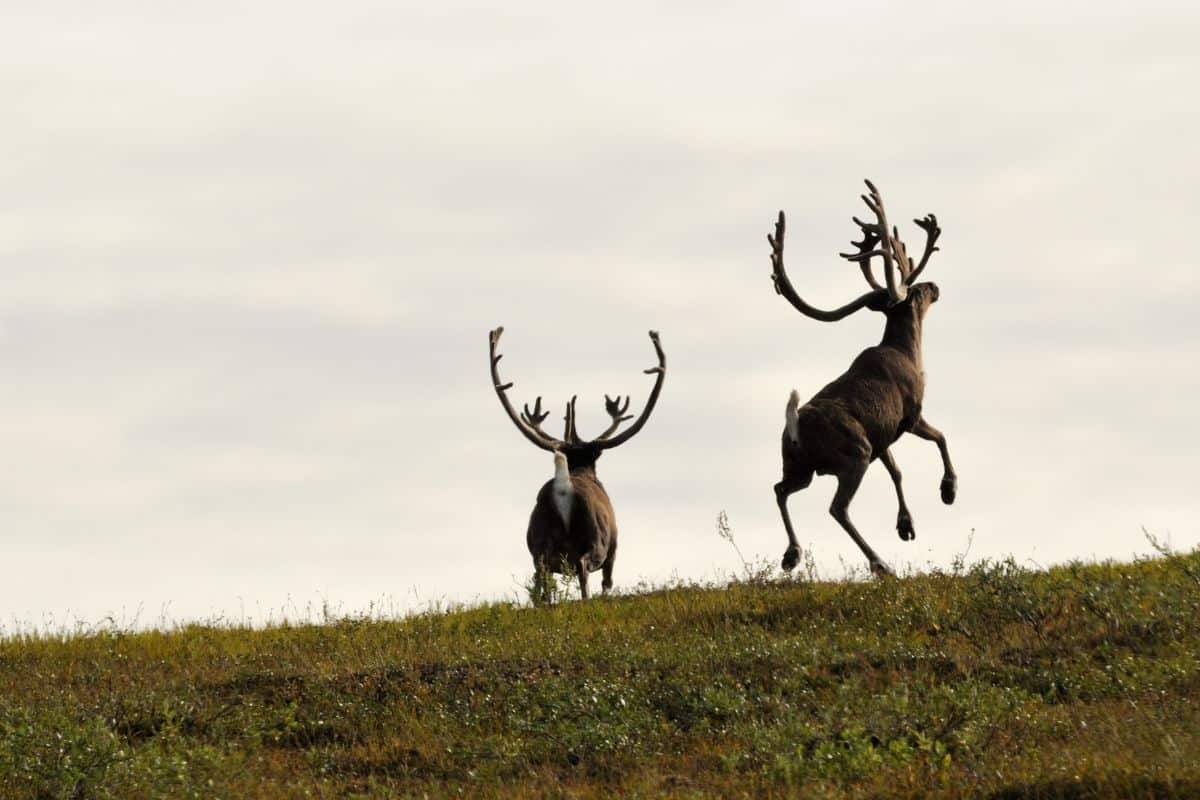 IUCN Launches Global Guidelines for Rewilding