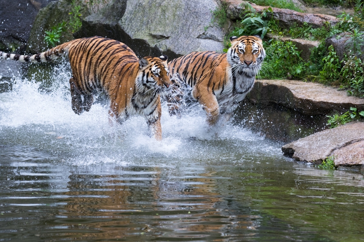 Tigers running credit Cloudtail the Snow Leopard from Getty Images