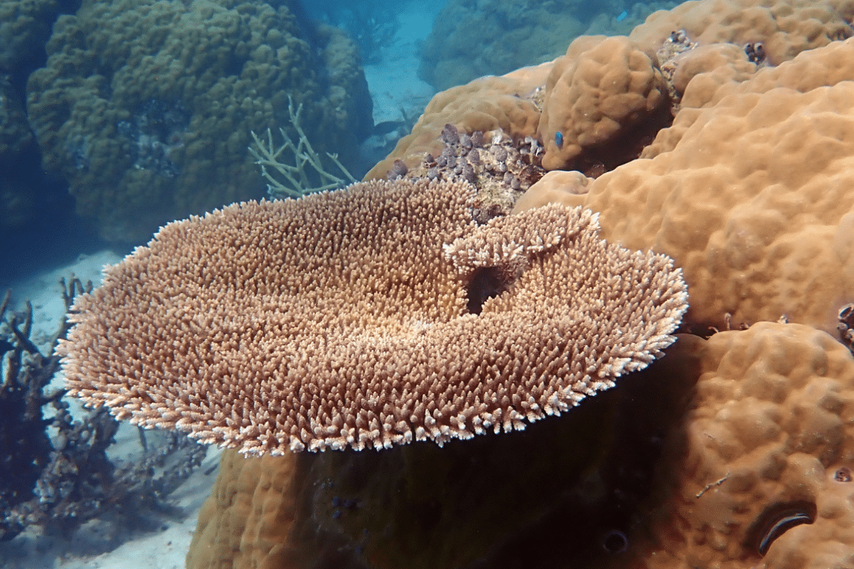 Coral reef blooming thanks to the recovery of nearby islands and the removal of invasive rate