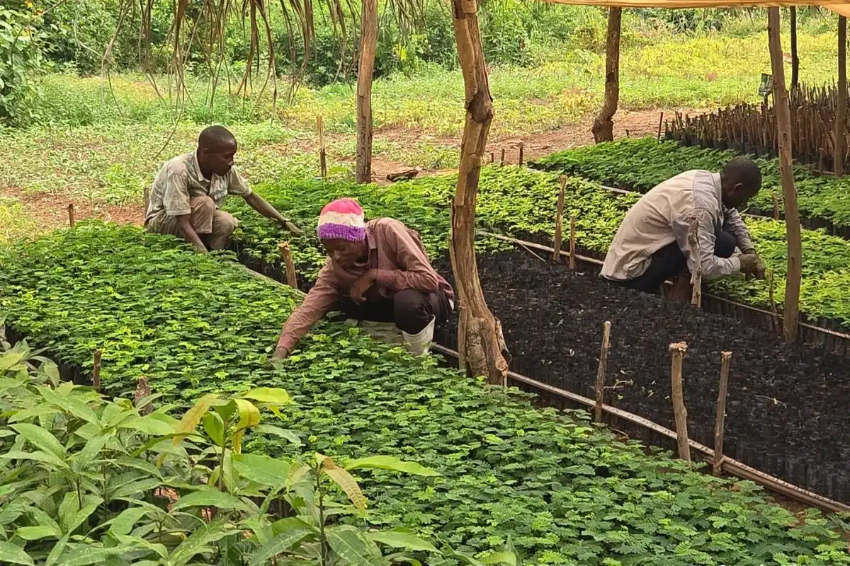 Itombwe Génération pour l’Humanité: Saving our Wildlife and Forests