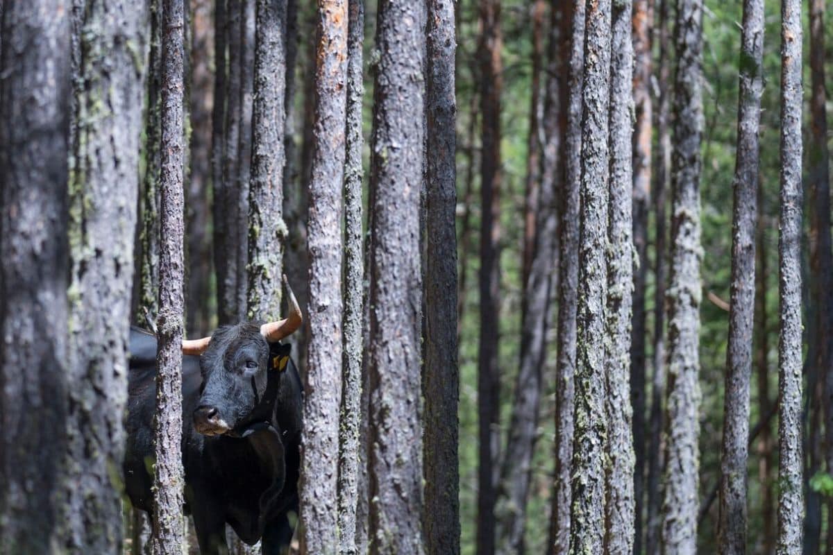 Credits: Juan Carlos Muñoz - Rewilding Europe