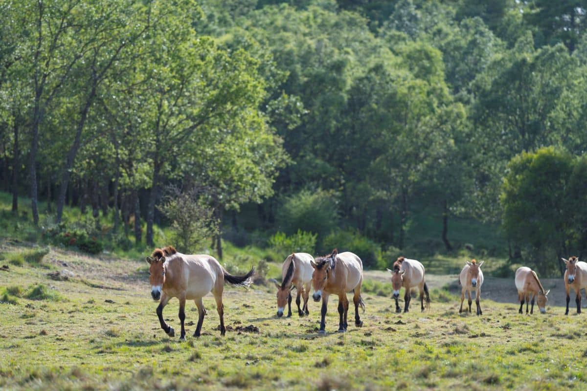 Credits: Juan Carlos Muñoz - Rewilding Europe