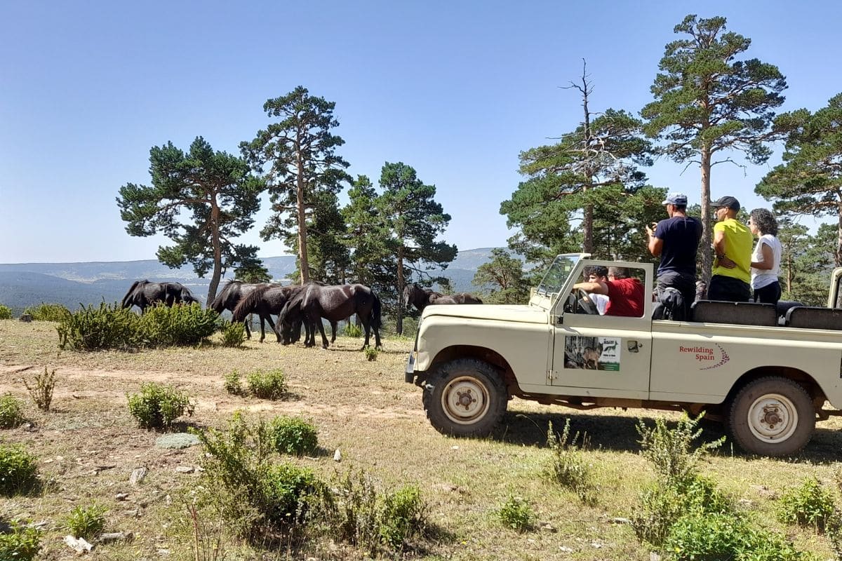 Credits: Lidia Valverde - Rewilding Spain