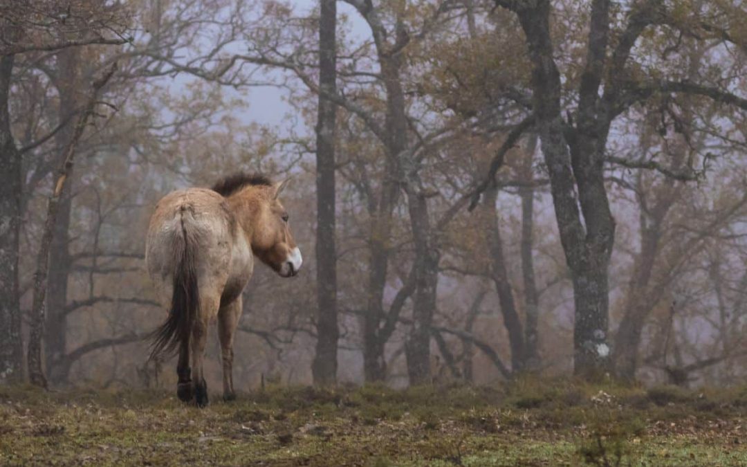 Credits: Neil Aldrige - Rewilding Europe