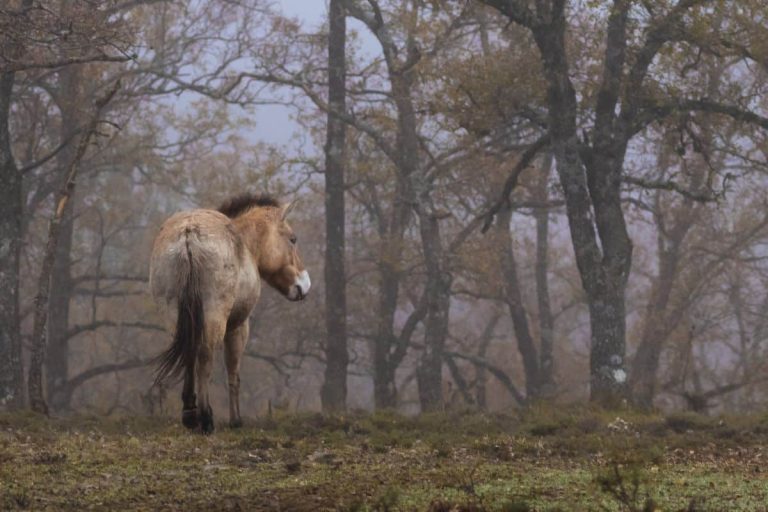 Credits: Neil Aldrige - Rewilding Europe