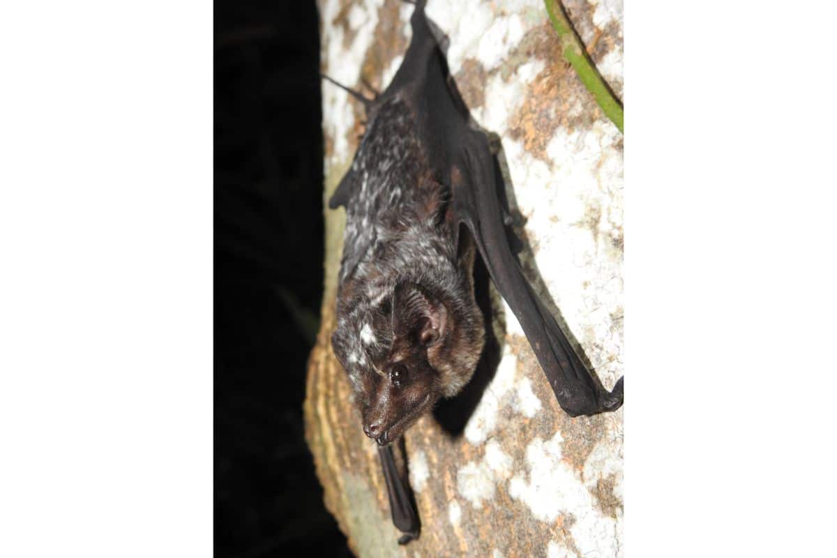 Pouched bat Credits: PLANTS