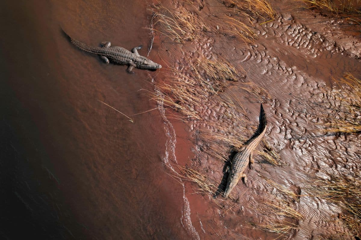 Crocodiles on a Riverbank in Zambia. Credit: Floating Rabbit from Pexels