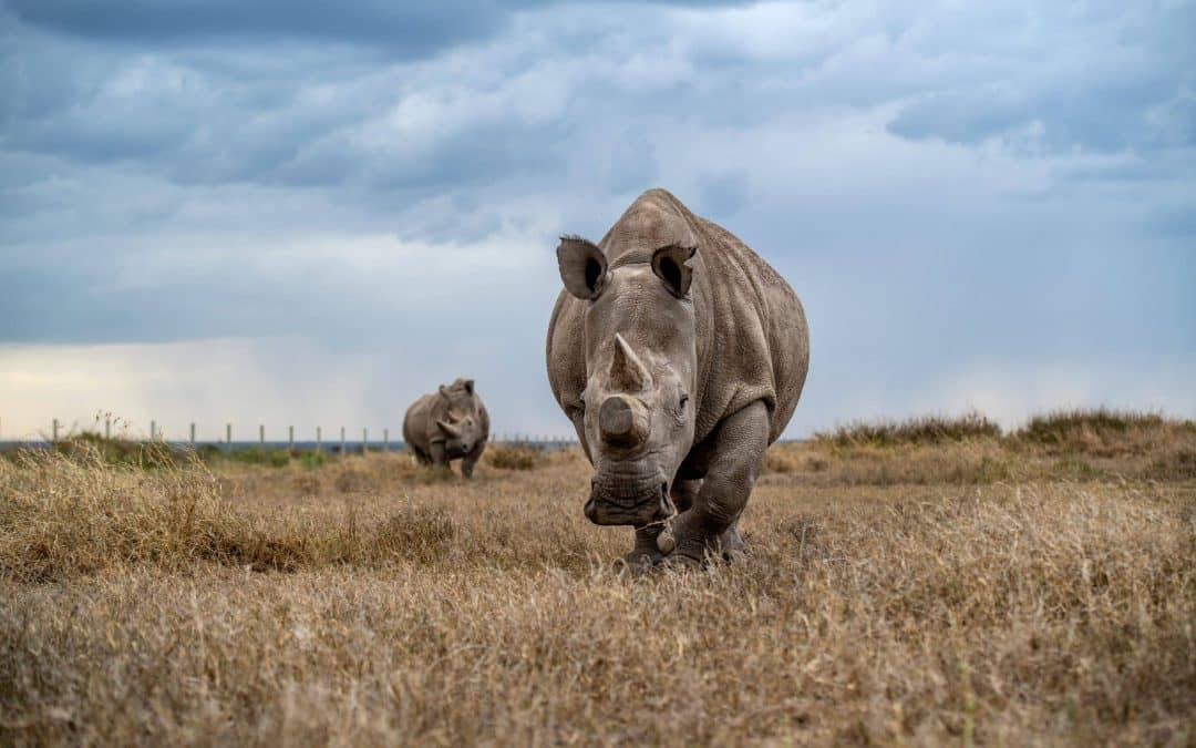 Rhinos Credit Colossal Foundation and Ami Vitale