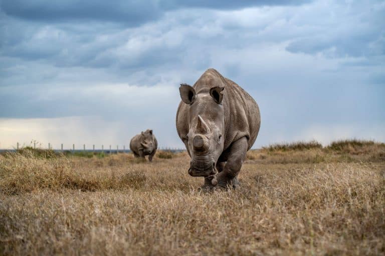 Rhinos Credit Colossal Foundation and Ami Vitale