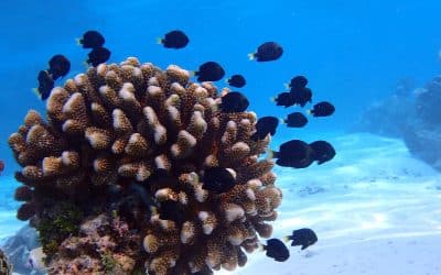 Damselfish-assisted repair of wounded corals surprises scientists