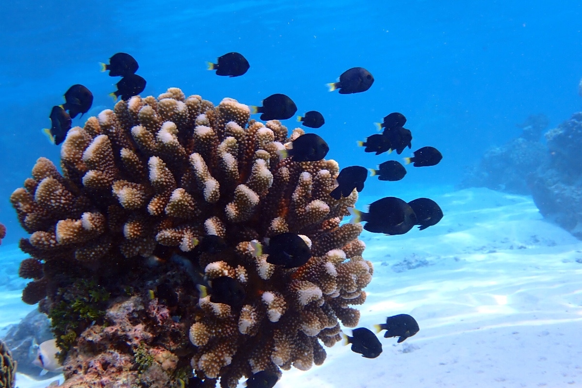 Damselfish coral in French Polynesia Damselfish coral in French Polynesia