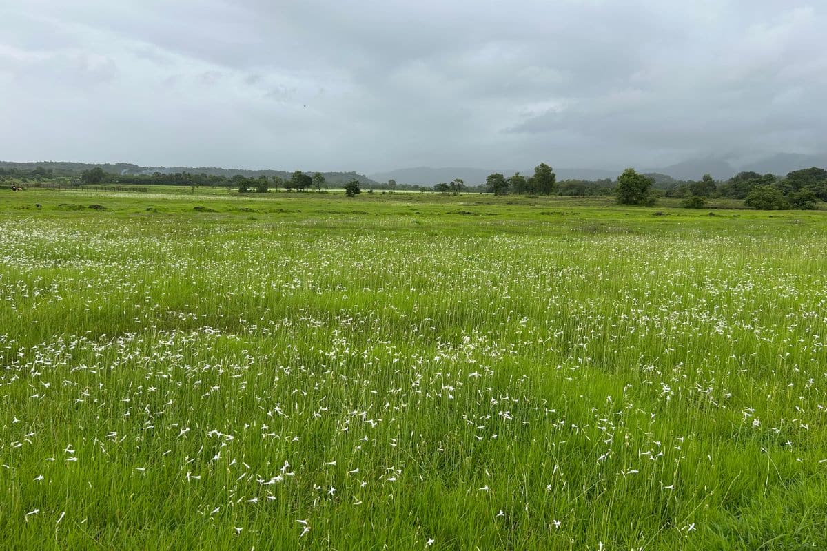 Dipcadi Concanense in bloom at rocky lateritic plateaus of Devrukh. Credit: NatureFuture