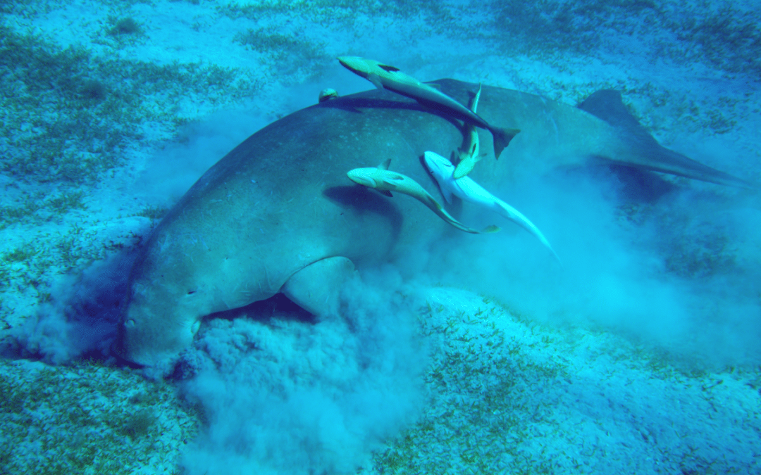 Dugong