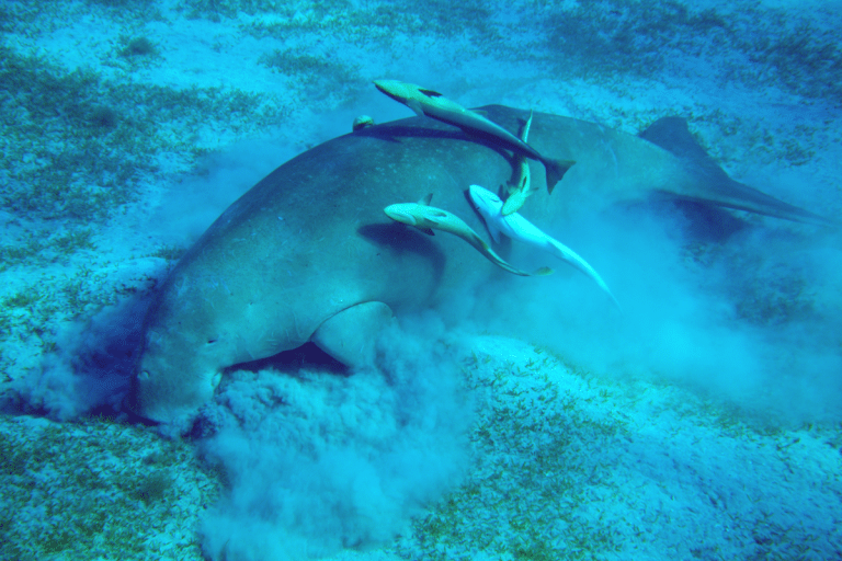 Dugong