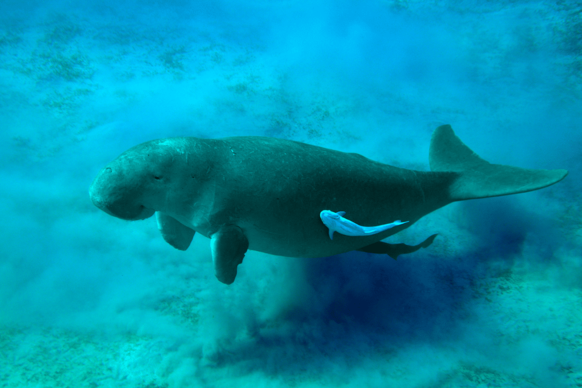 Dugong