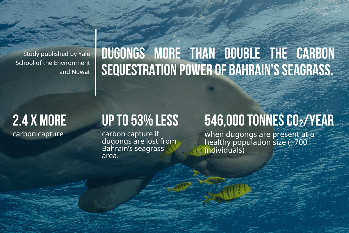 Dugongs more than double the carbon sequestration power of Bahrain's seagrass.
