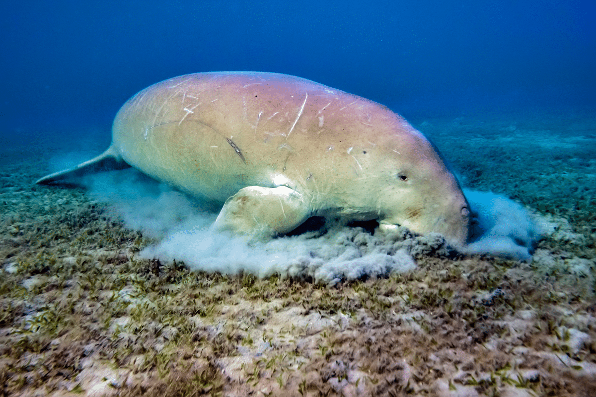 Dugong