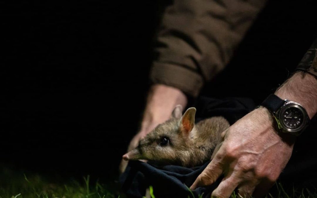 Phillip Island Nature Parks: healing country rooted in science and community