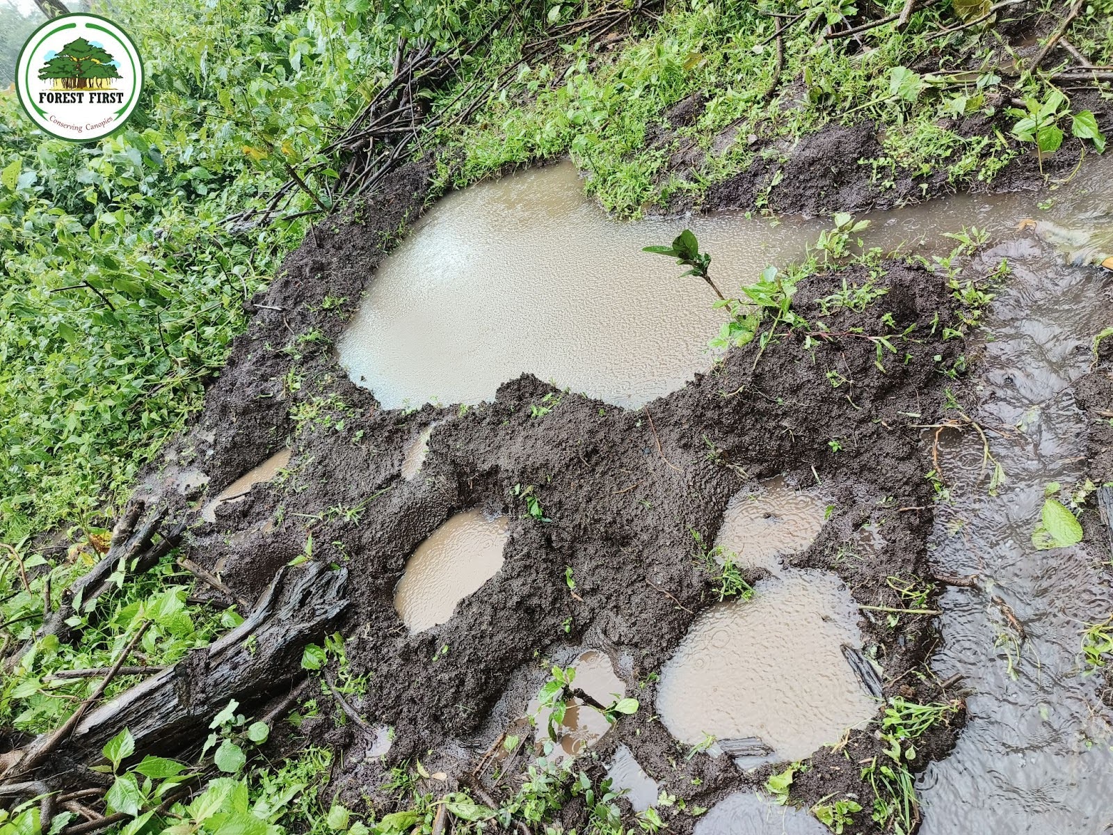 Elephant footprints makes waterpools in grass. Credits: Forest First Samithi
