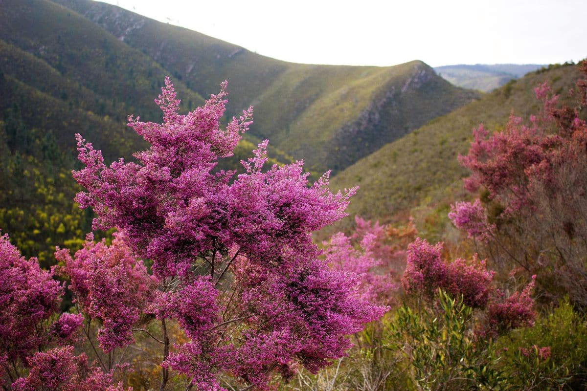 Erica canaliculata. Credits: Arno - Eden to Addo Corridor Initiative