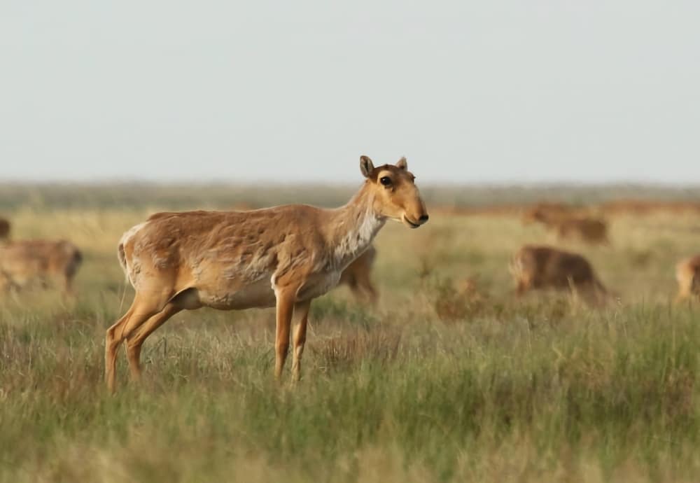 Female saiga during calving