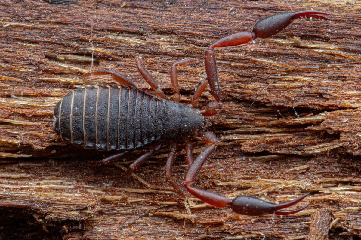 For the first time, the pseudoscorpion Mesochelifer ressli has been found in Denmark. The discovery was made in Saksfjed Wilderness on southern Lolland. Credit: 