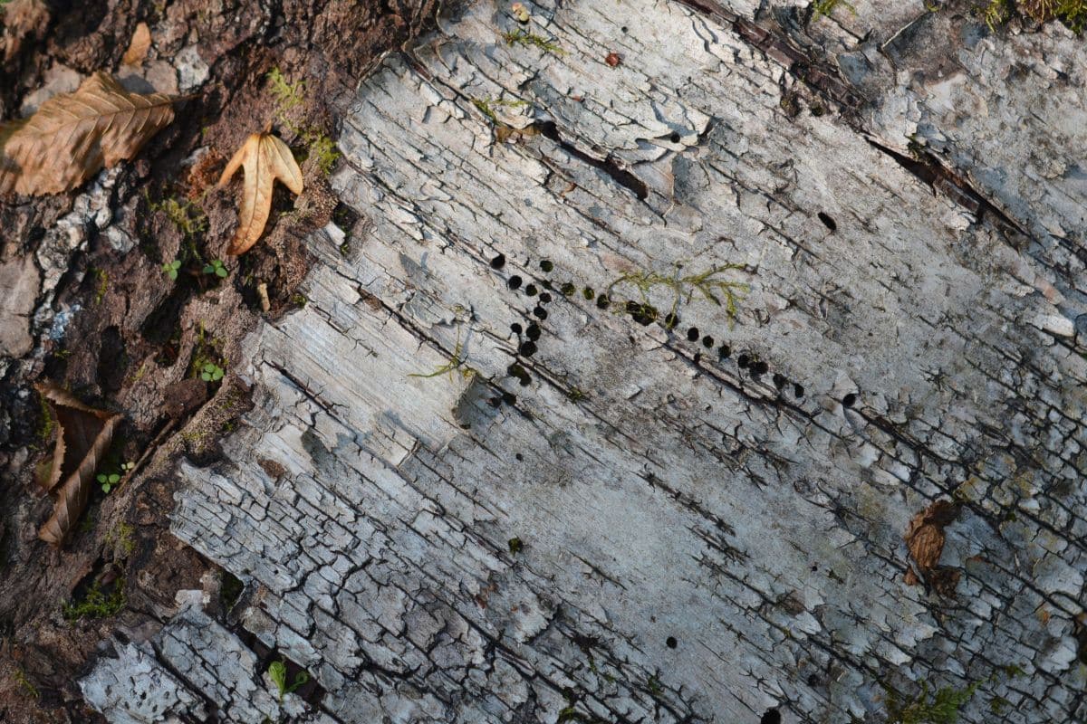 Eurasian three-toed Woodpecker holes. Photo credit: Forêt & Naturalité.  