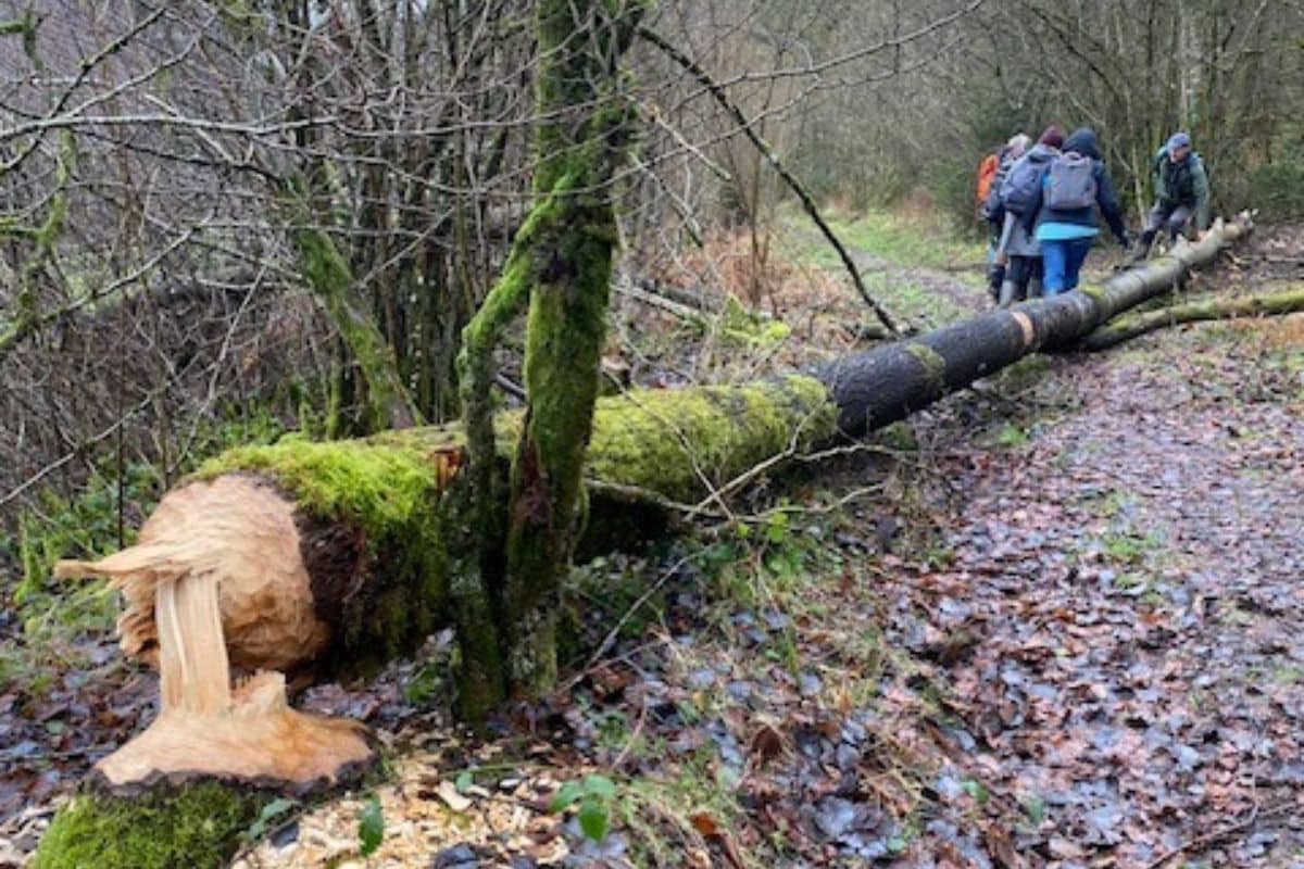 Beaver trail, nature guide training. Photo credit: Forêt & Naturalité.<br />
