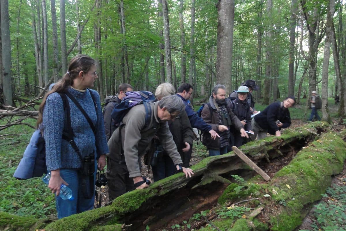 Guided nature walk on natural forest ecology. Photo credit: Forêt & Naturalité.<br />
