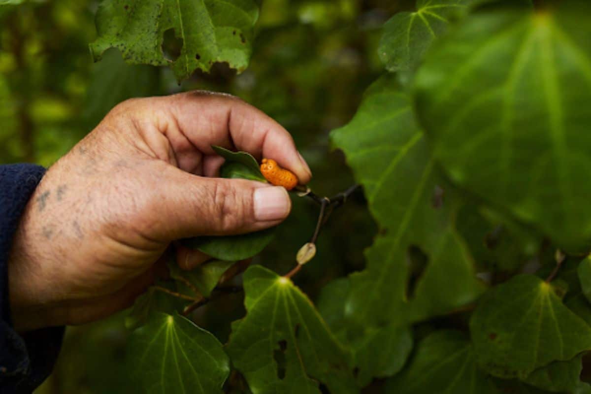 Fruit of the native kawakawa (Piper excelsum), a delicacy for kererū. Credit_ Cam Neate for Manaaki Kaimai Mamaku Trust