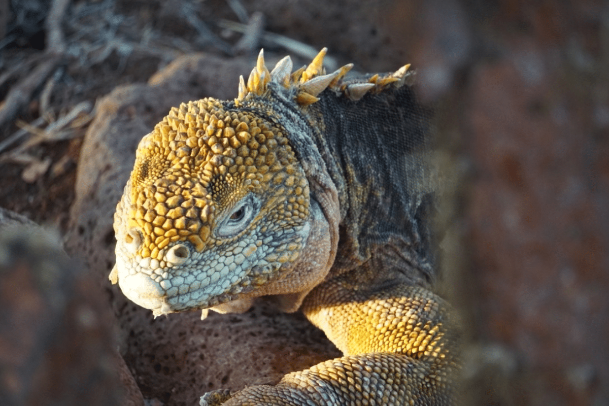 Galápagos land iguana