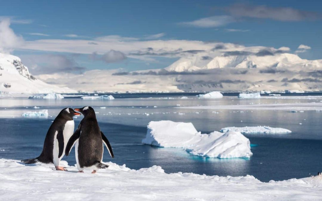 Giving an Entire Continent a Voice: Antarctic Rights Joins the Global Rewilding Alliance